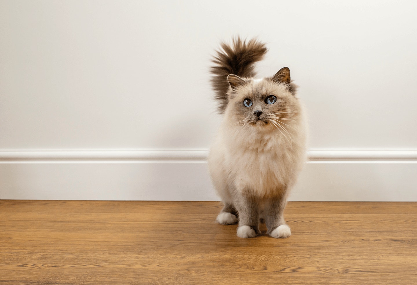 FeaturedContent Cat Hero