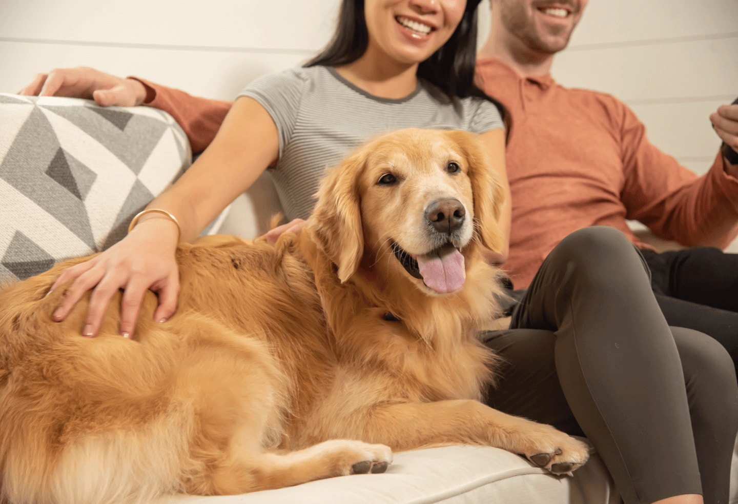 FeaturedContent Adult Dog