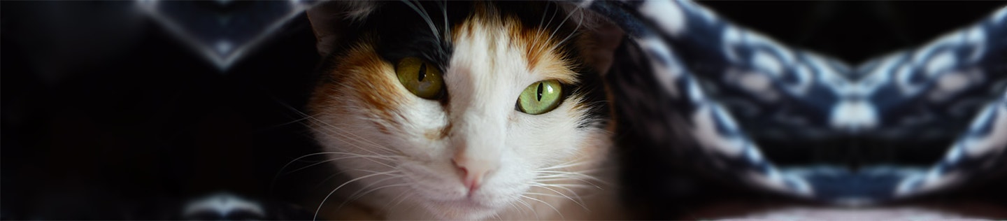 Corn-Ingredients-and-Their-Use-in-Our-Cat-Foods-banner