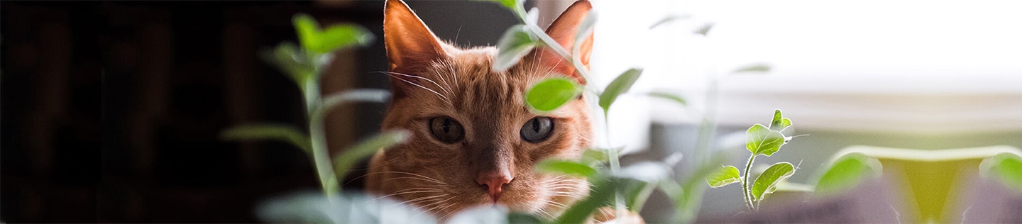 Does-Your-Cat-Have-Allergies-banner