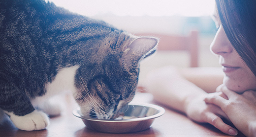 Is Your Kitten Ready for Adult Cat Food?