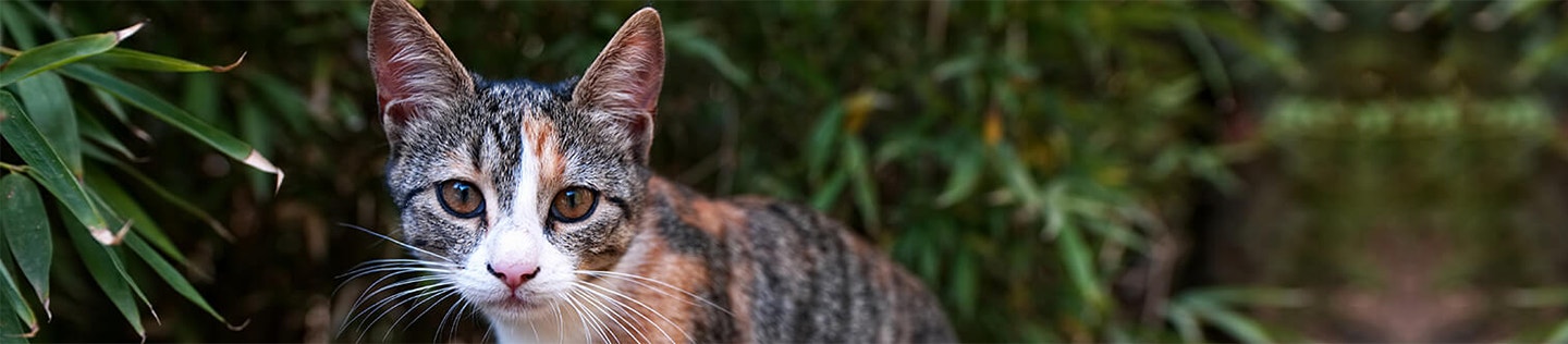 The Importance of Fish Oil in Kitten Food