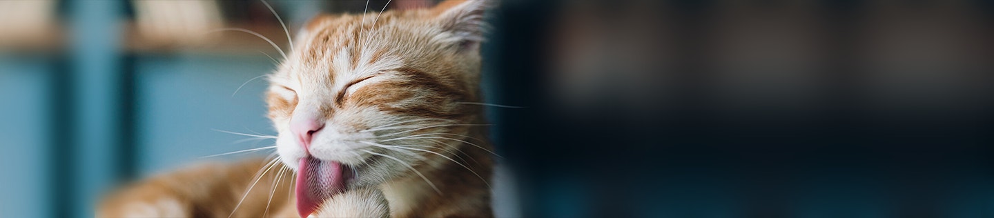 stomach-issues-in-cats-why-cats-vomit-and-what-to-do-banner