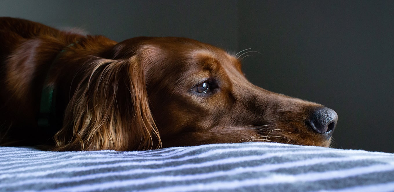 4 Tips for Changing Your Dog’s Diet