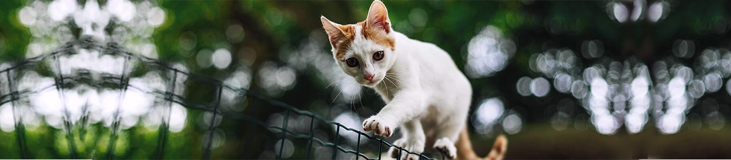 Myths About Feeding Your Kitten a Raw Meat Diet