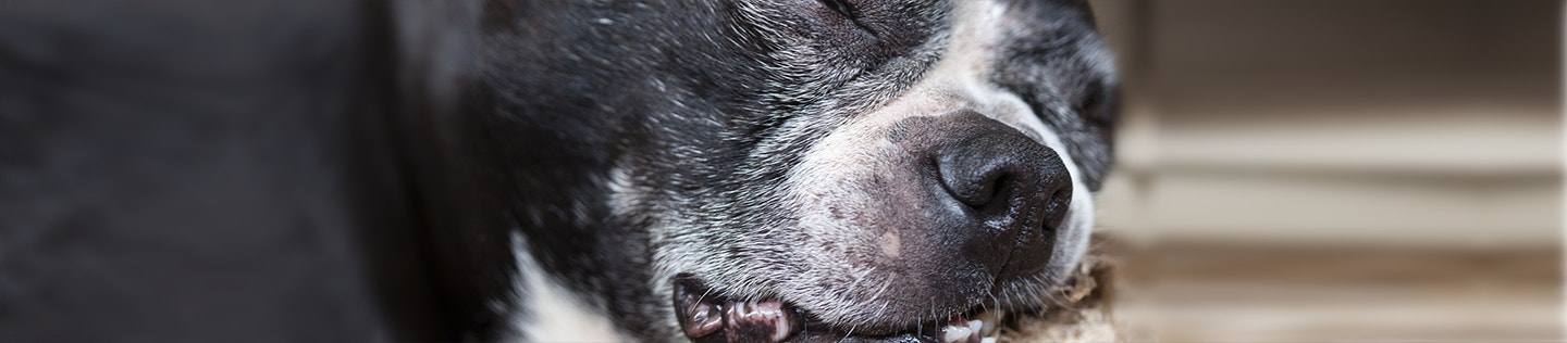 Small-breed Mature or Senior Dog’s Nutritional Needs