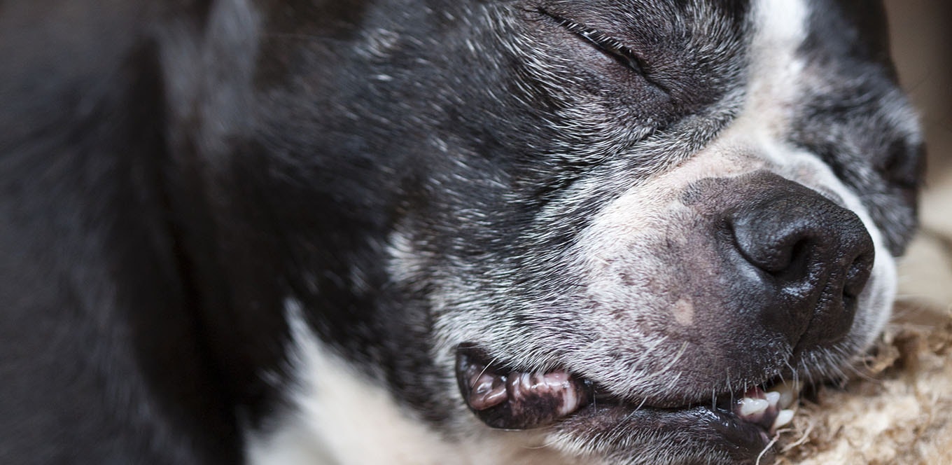 Small-breed Mature or Senior Dog’s Nutritional Needs