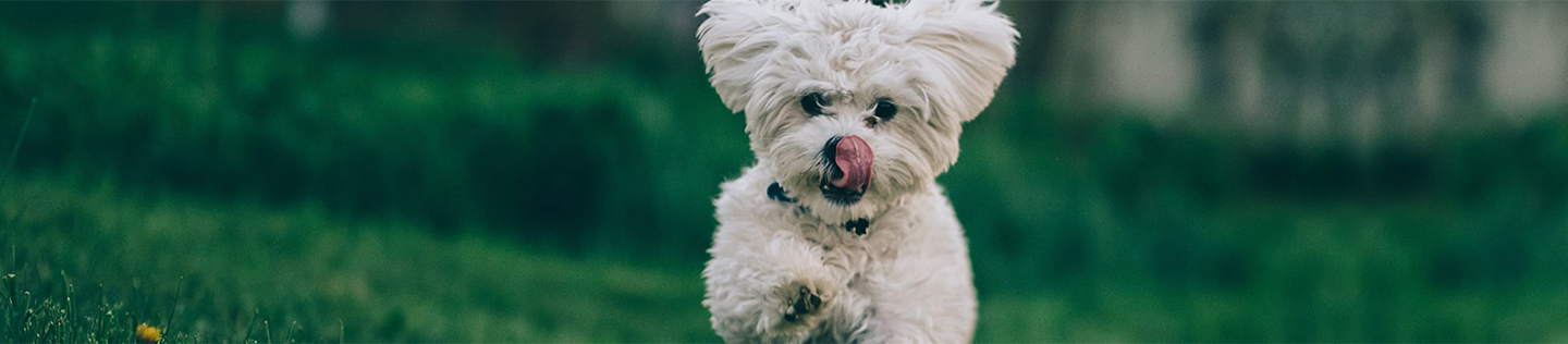 why-dogs-need-protein-fat-and-fiber-in-their-food-header