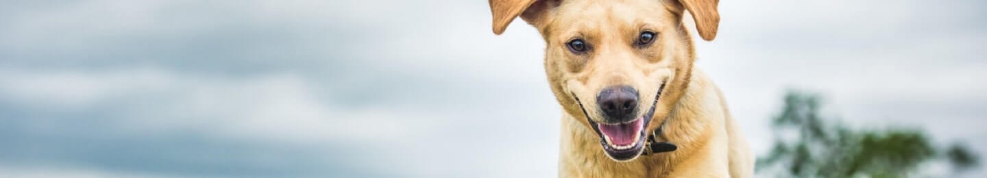 golden-dog-running-lg