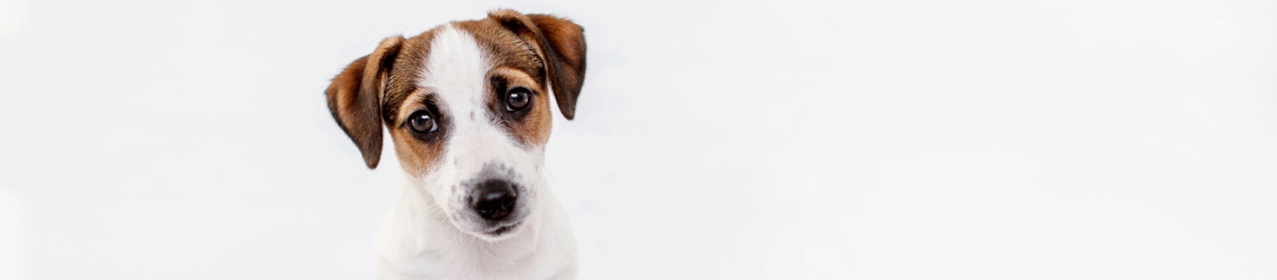 Why Ethoxyquin Is Important to Your Dog’s Health