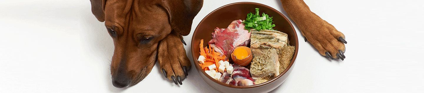 Why Your Dog Needs Protein
