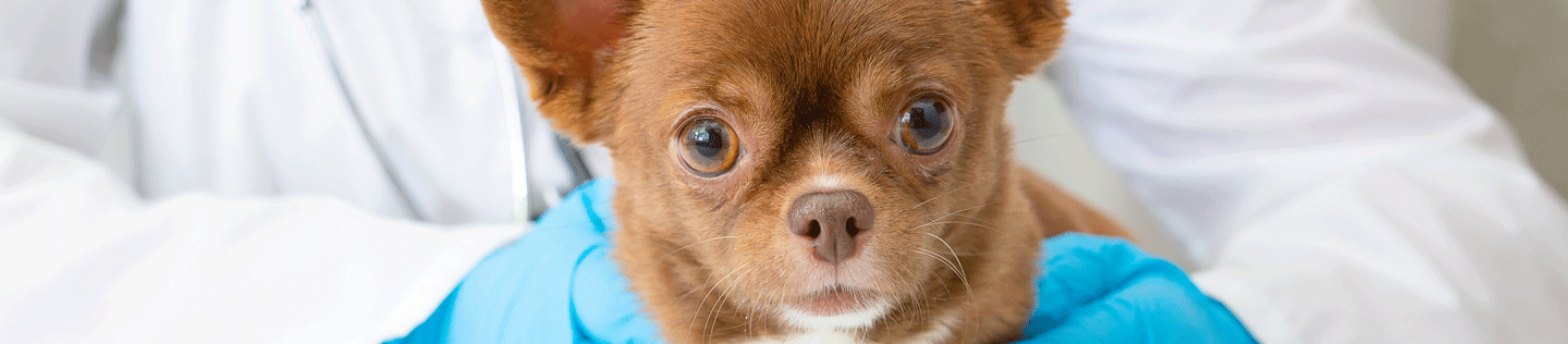 puppy deworm