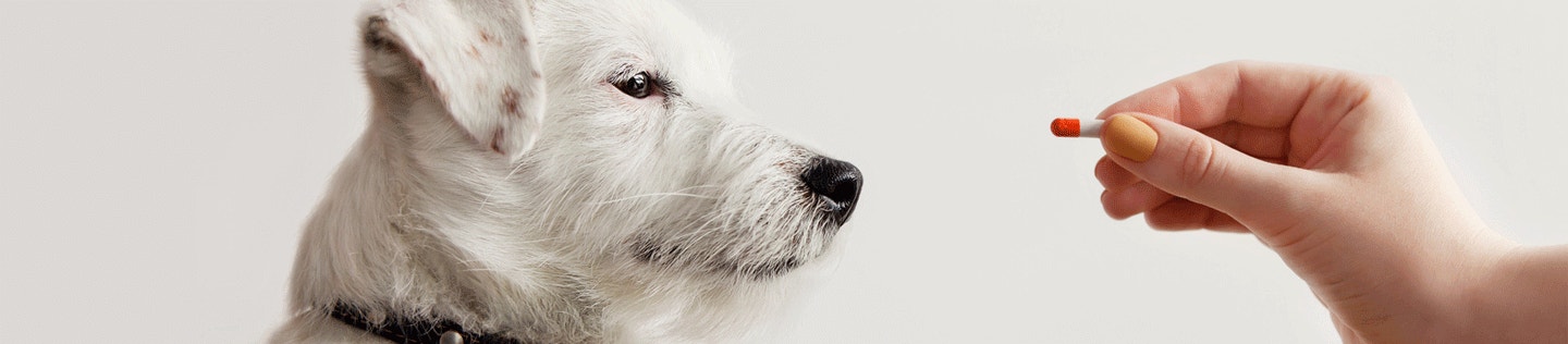 Why You Shouldn’t Supplement Your Dog's Diet