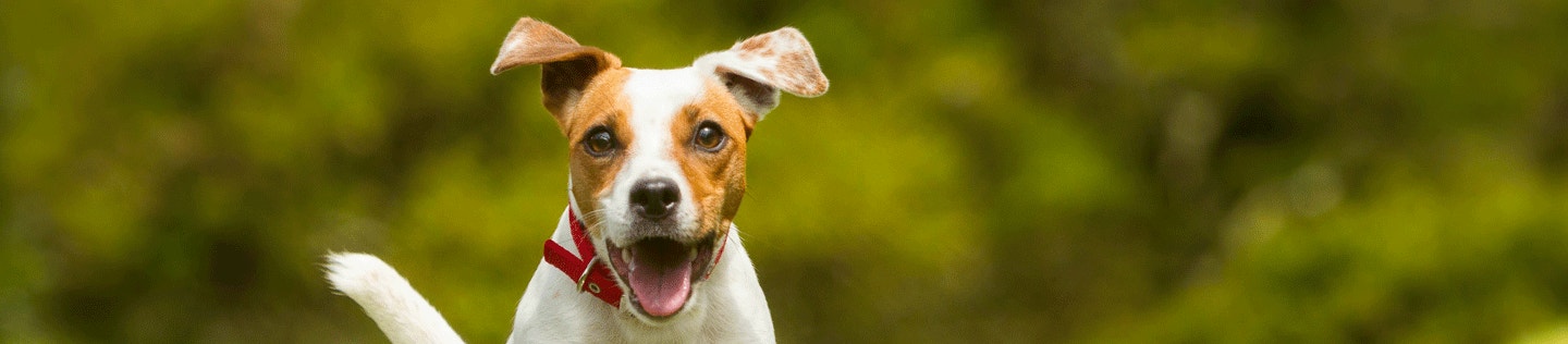 Common Concerns About Your Dog’s Health