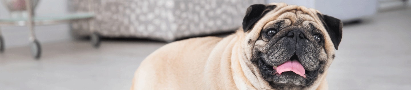 How to Manage Your Dog's Weight