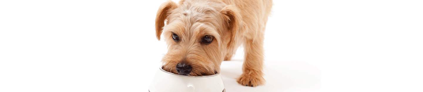 Common Questions about Feeding Your Dog