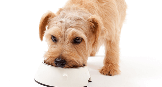 ประโยชน์สำคัญของสารต้านอนุมูลอิสระในอาหารสุนัข