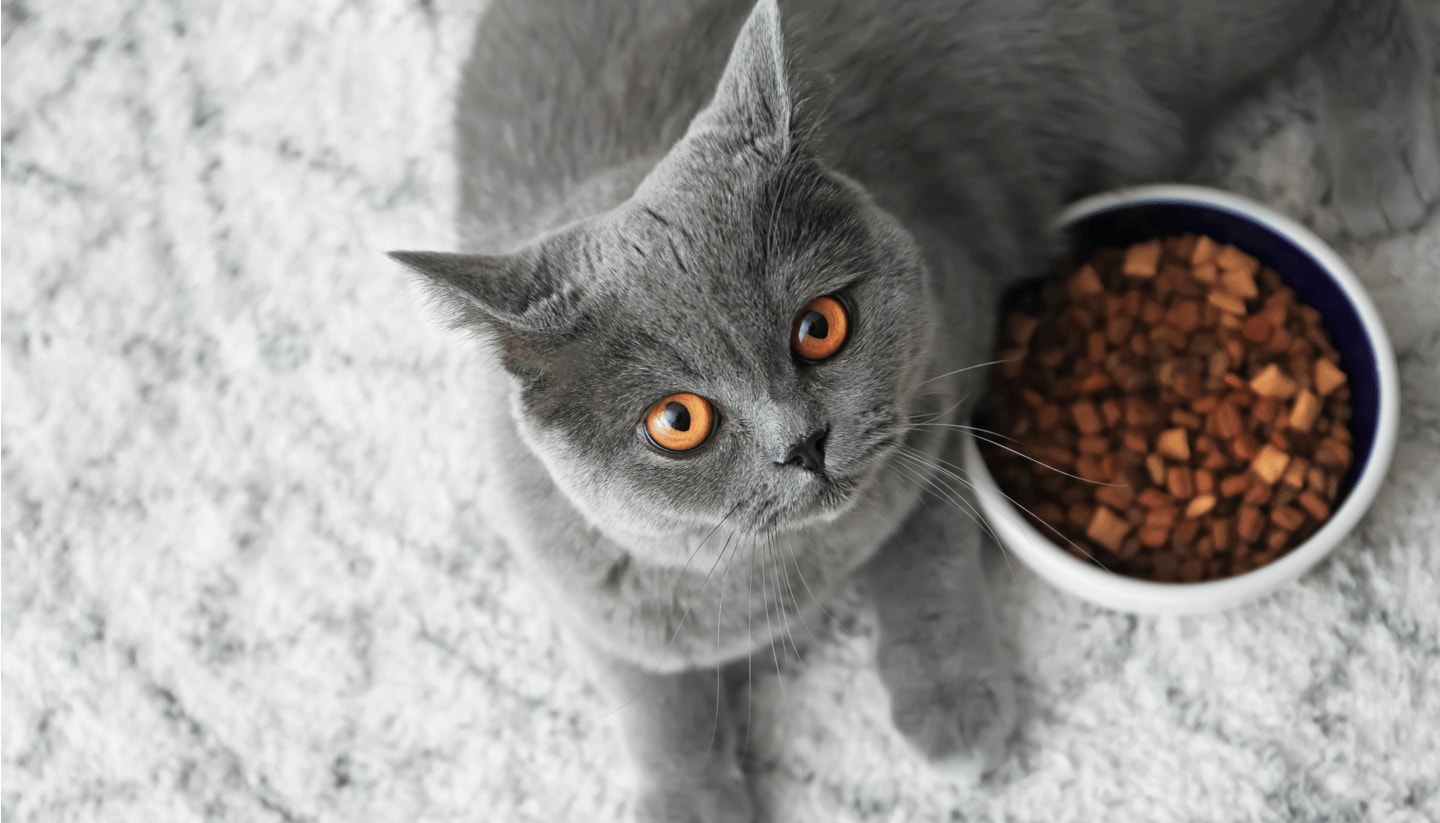 Featured-content-appetite