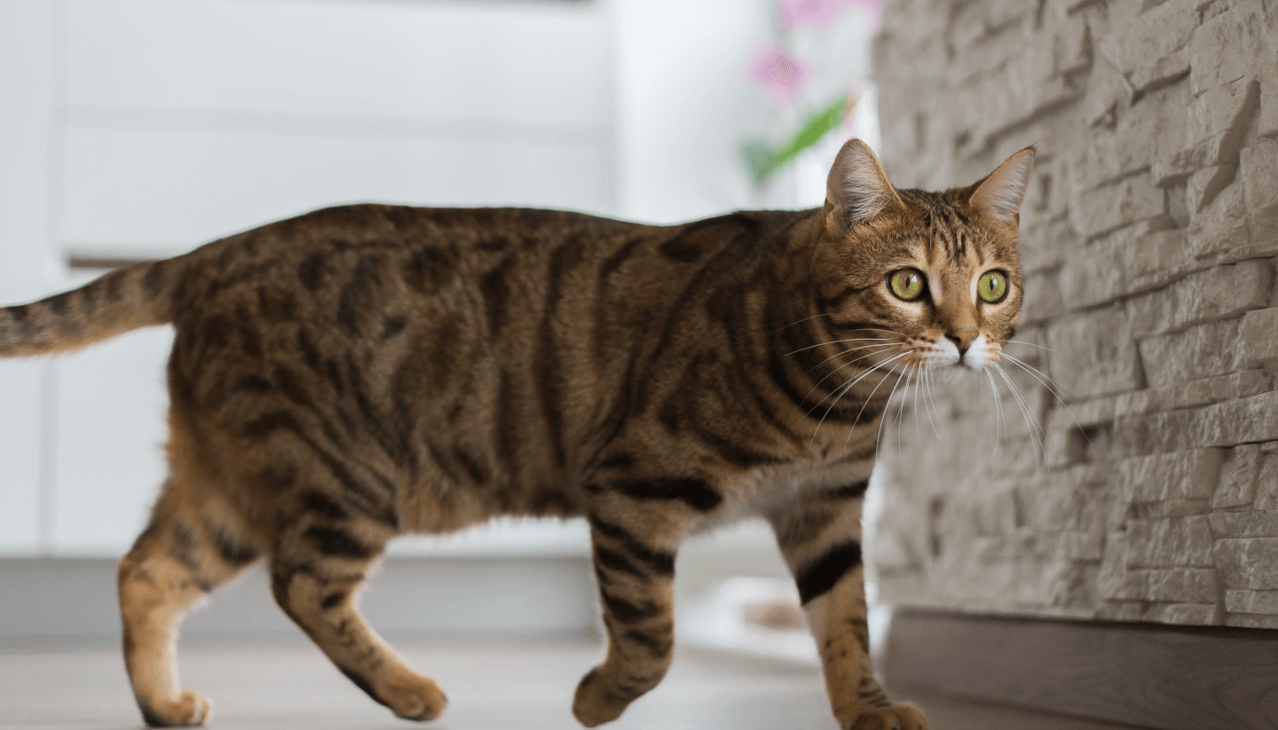 featured-content-size