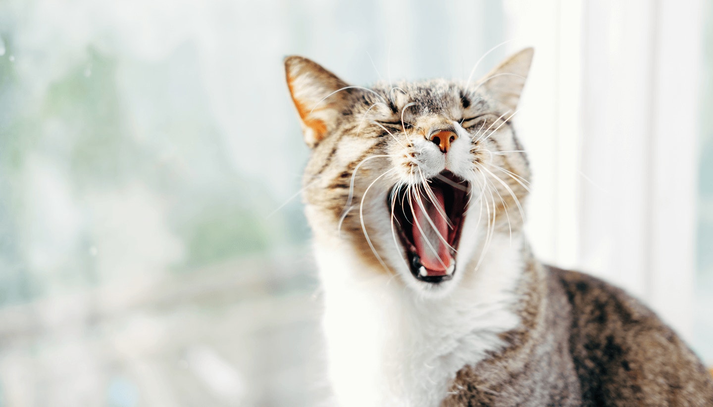 featured-content-temp.