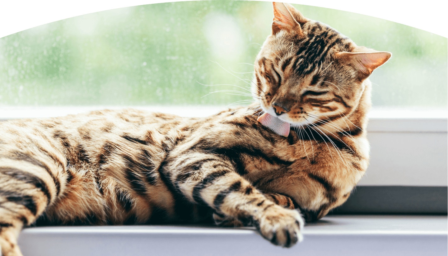 Component-sph-featured-content