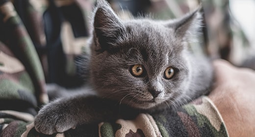 5-Tips-to-Help-Your-Kitten-Live-a-Long-and-Healthy-Life 