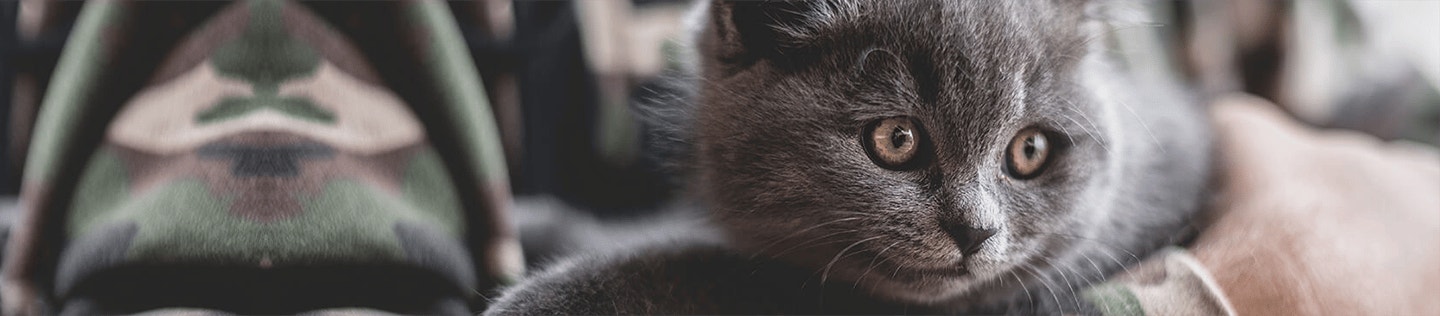 5-Tips-to-Help-Your-Kitten-Live-a-Long-and-Healthy-Life banner