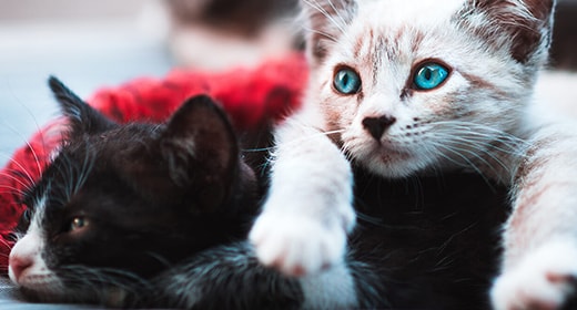 The Importance of Taurine in Kitten Foods-mob