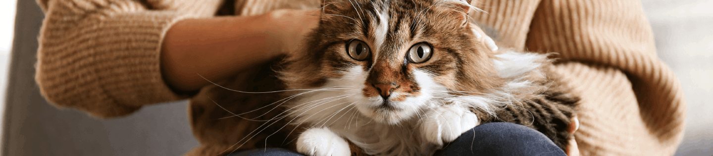Chicken: The Complete Protein Source for Your Cat
