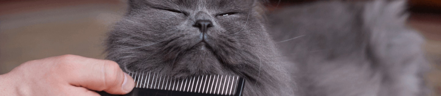 การรักษาโรคผิวหนังแมว