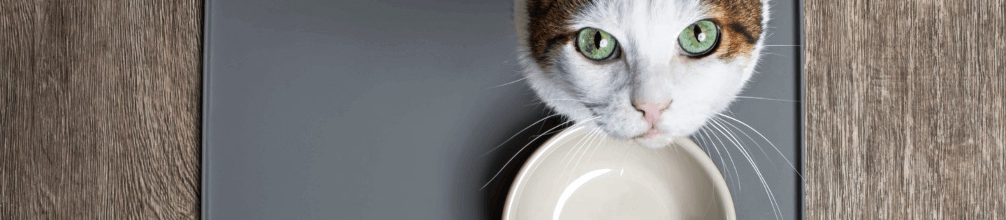 What You Should Know About Changing Your Cat’s Diet 