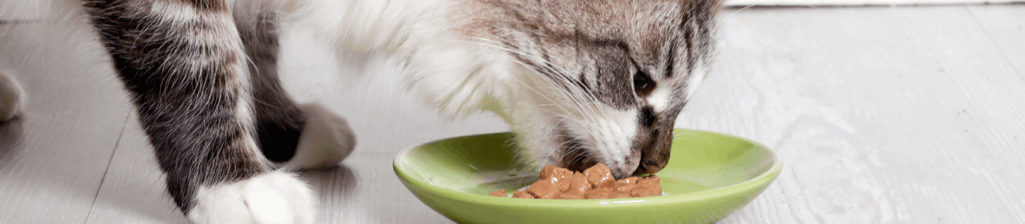 Tips for Feeding Your Senior Cat
