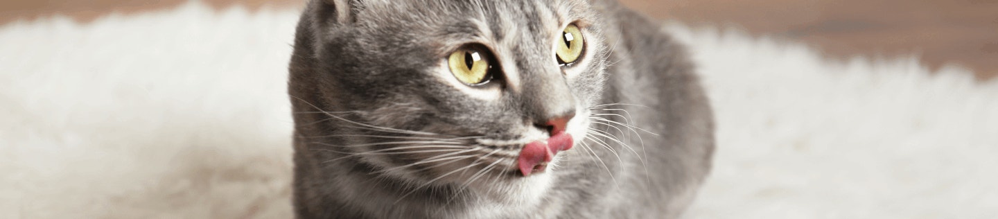 cat article detail banner