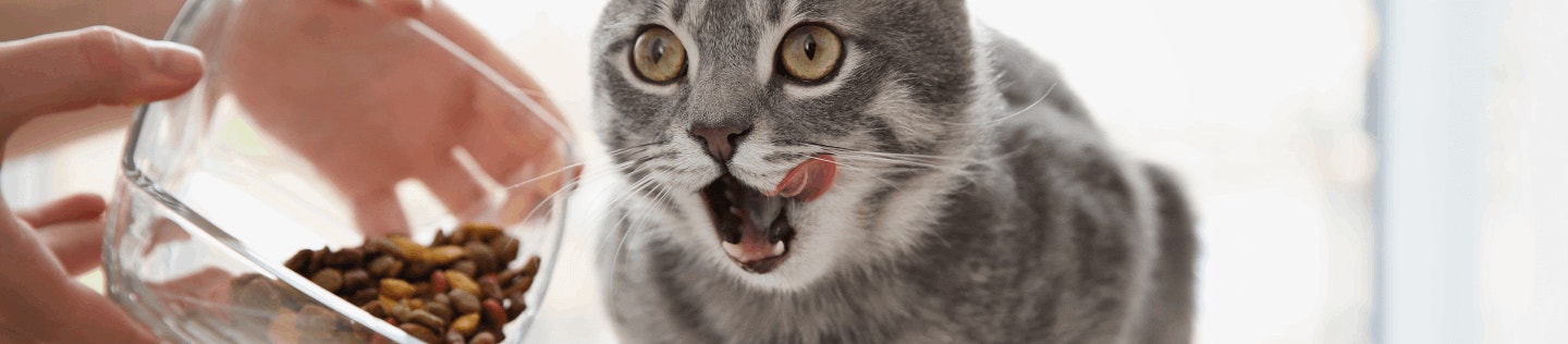 The Importance of Taurine in Cat Food