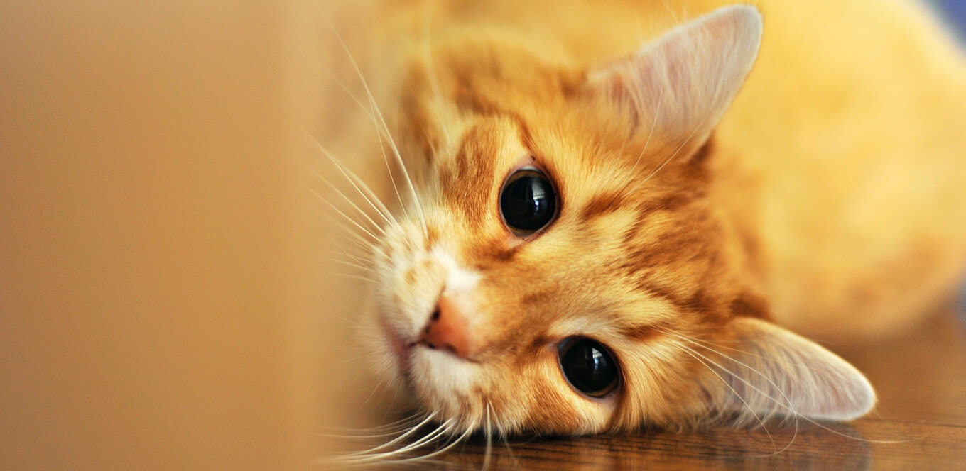 วิธีสังเกตและดูแลอาการภูมิแพ้ในแมว 