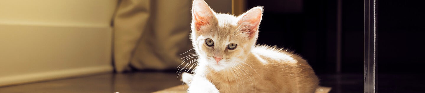 รวมเรื่องน่ารู้เกี่ยวกับหมัดในลูกแมว