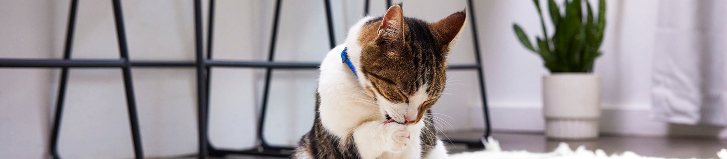 Feline Rhinotracheitis คืออะไร