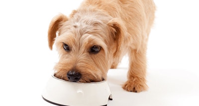 Common Questions about Feeding Your Dog