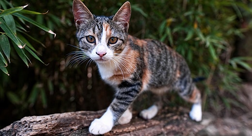 The Importance of Fish Oil in Kitten Food