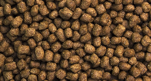 puppy switching adult dog food