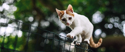 Myths About Feeding Your Kitten a Raw Meat Diet