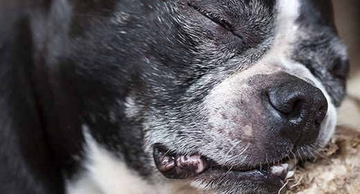 Small-breed Mature or Senior Dog’s Nutritional Needs