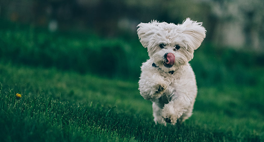 why-dogs-need-protein-fat-and-fiber-in-their-food_header-mob