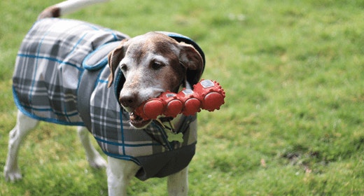 Your Senior Dog’s Health from 7 Years On