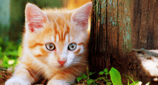 cat article detail banner