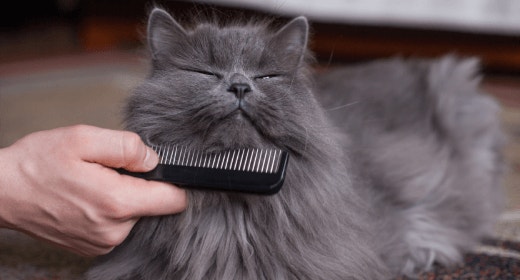 การรักษาโรคผิวหนังแมว