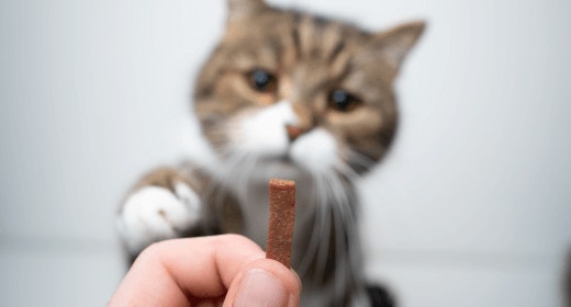 cat article detail banner