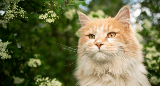 The Importance of Protein, Fat, and Fiber in Cat Food	