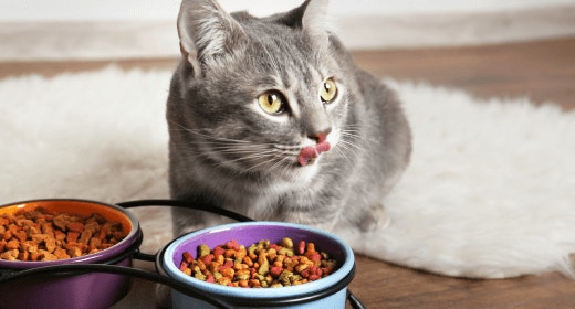 cat article detail banner