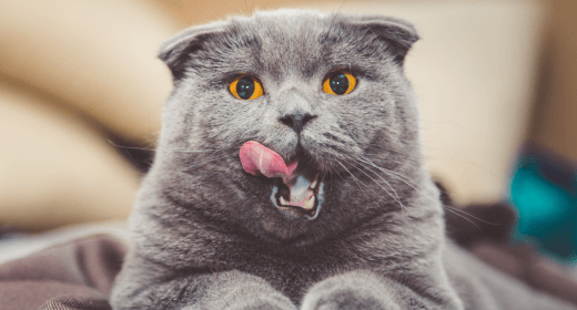 cat-article-detail-banner